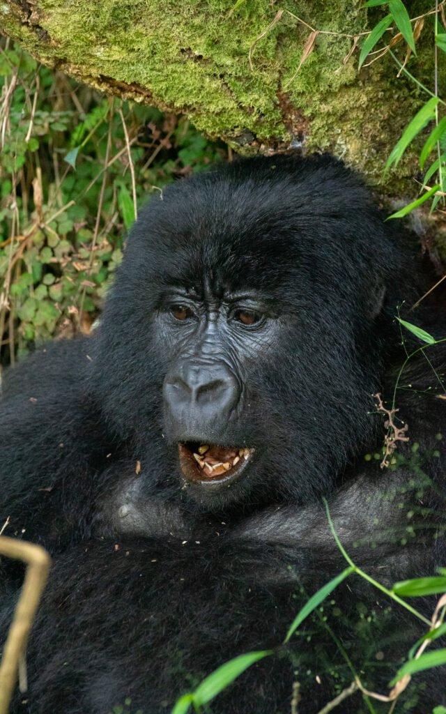 Gorilla Habituation Experience