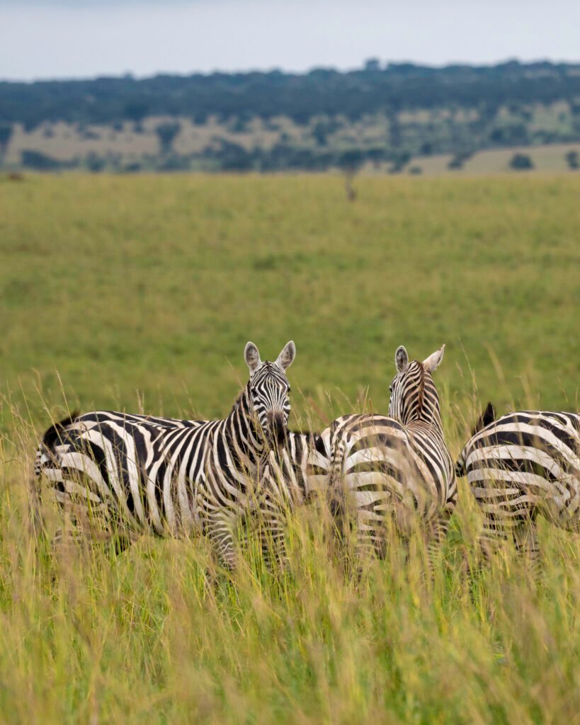 Classic Kidepo Safari