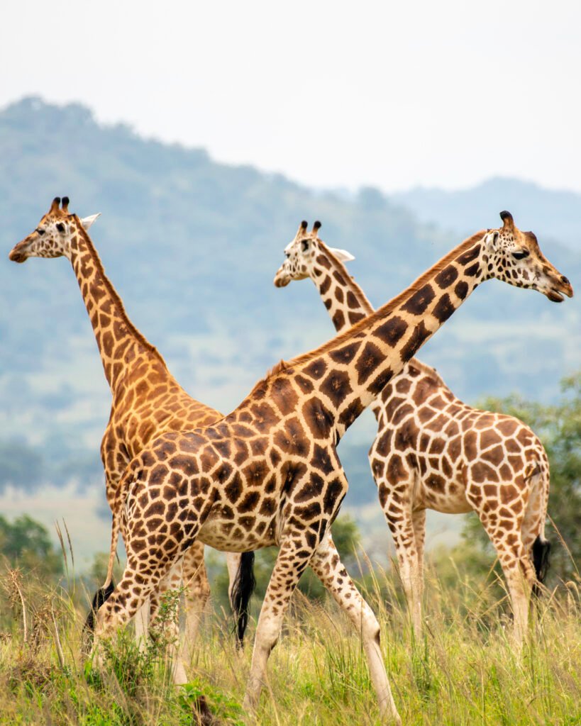 Classic Kidepo Safari