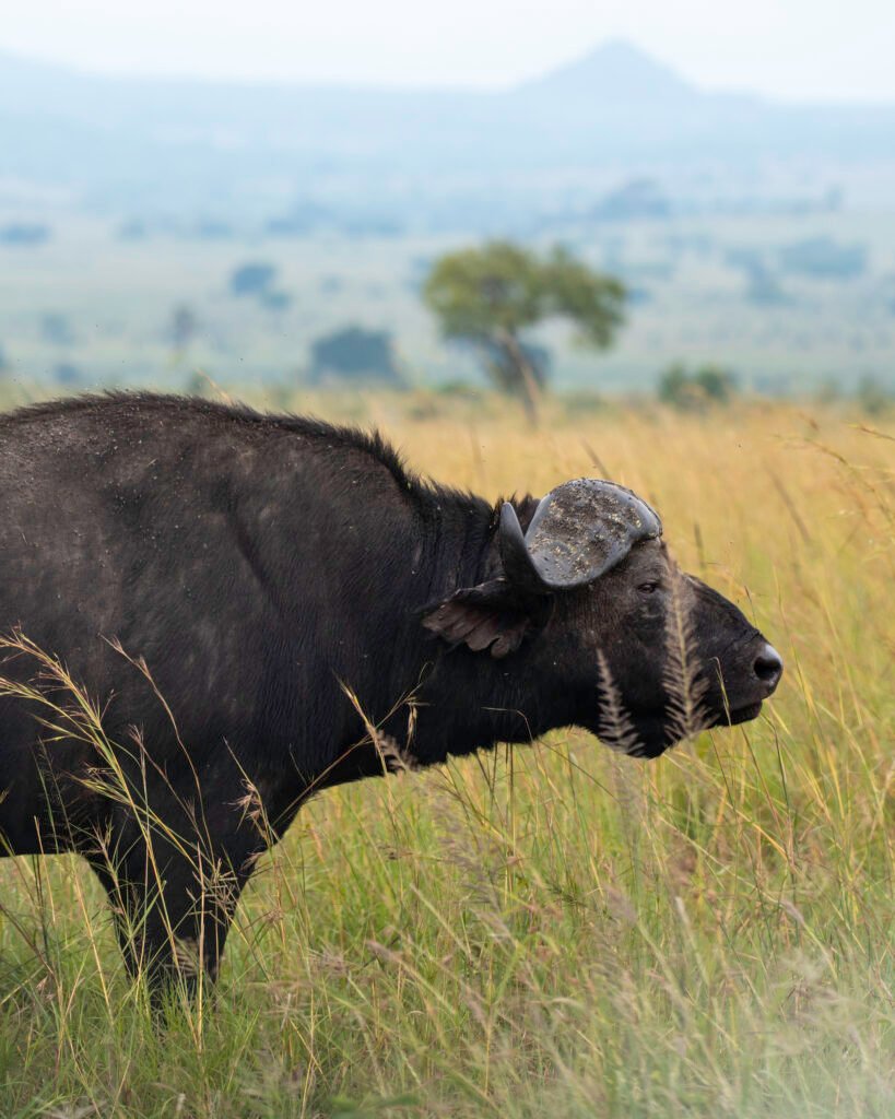 Classic Kidepo Safari
