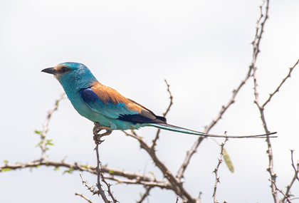 Colorful bird perched on a tree branch during a birdwatching safari in Queen Elizabeth National Park.