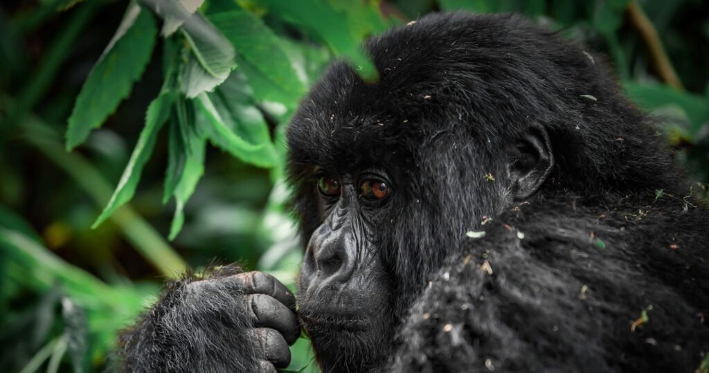 Mountain gorilla close-up in the forests of Uganda during a wildlife safari, Pearl of Africa
