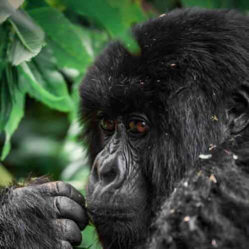 Mountain gorilla close-up in the forests of Uganda during a wildlife safari, Pearl of Africa