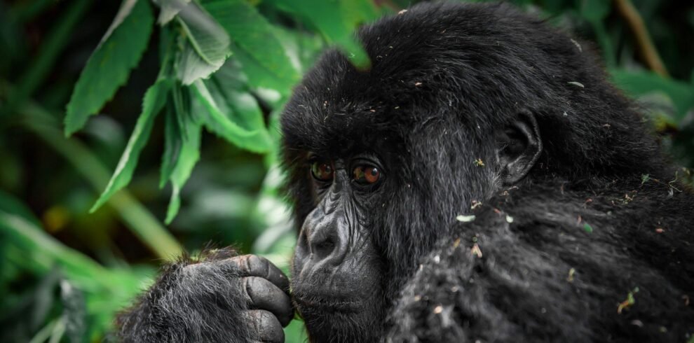 Mountain gorilla close-up in the forests of Uganda during a wildlife safari, Pearl of Africa