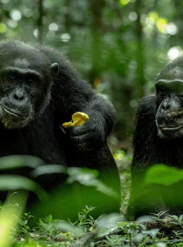 Chimpanzees moving through the rainforest during a chimpanzee tracking experience in Kibale National Park.