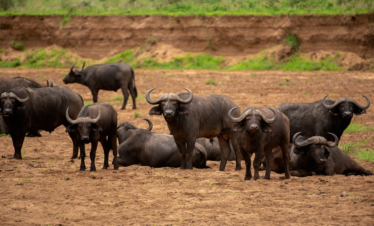 Buffaloes