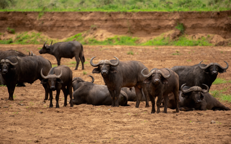 Buffaloes