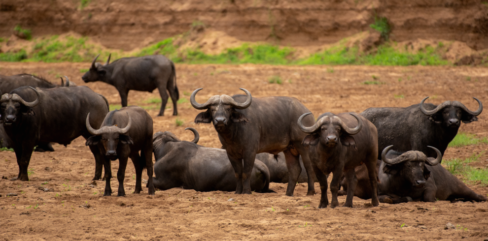 Buffaloes
