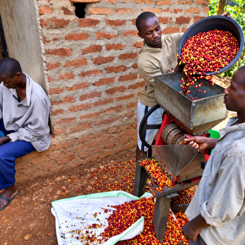 Coffee farmers processing coffee beans in Uganda