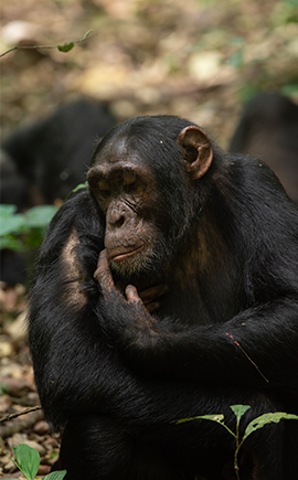 Mountain Gorilla in Bwindi Impenetrable Forest – Uganda Gorilla Trekking Safari