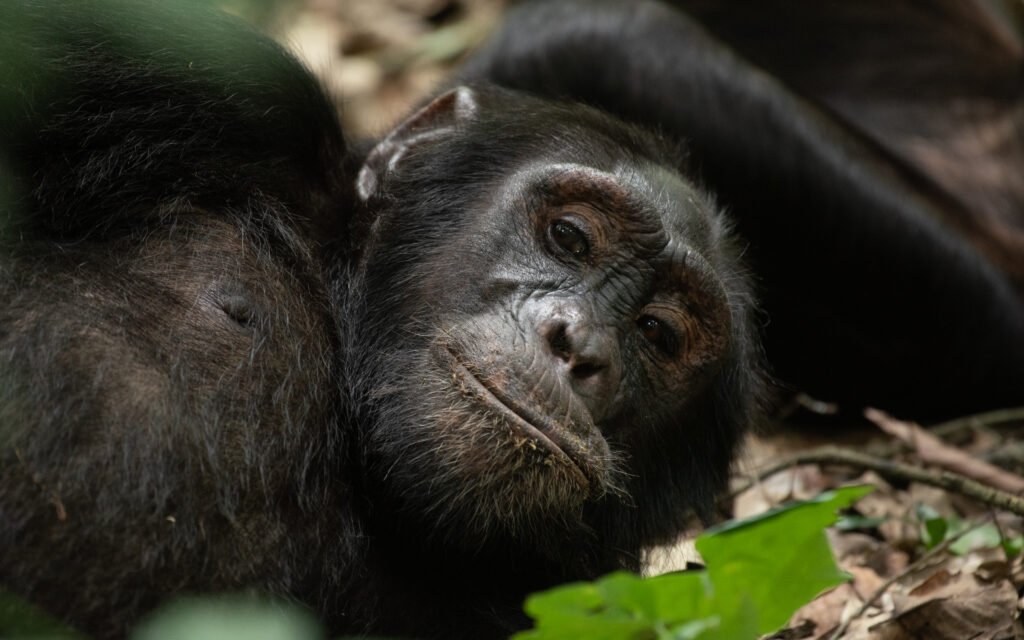 Close-up of a mountain gorilla in Bwindi Impenetrable National Park during a Uganda gorilla trekking safari.