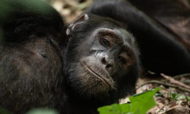 Close-up of a mountain gorilla in Bwindi Impenetrable National Park during a Uganda gorilla trekking safari.