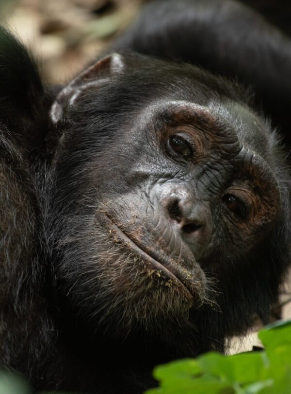 Close-up of a mountain gorilla in Bwindi Impenetrable National Park during a Uganda gorilla trekking safari.