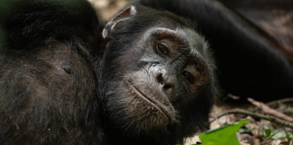 Close-up of a mountain gorilla in Bwindi Impenetrable National Park during a Uganda gorilla trekking safari.