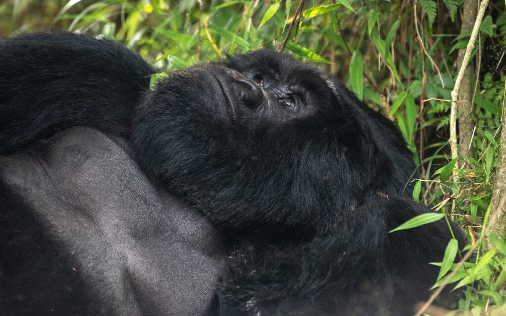 Mountain gorilla resting in the forests of Mgahinga Gorilla National Park during a gorilla trekking safari in Uganda.
