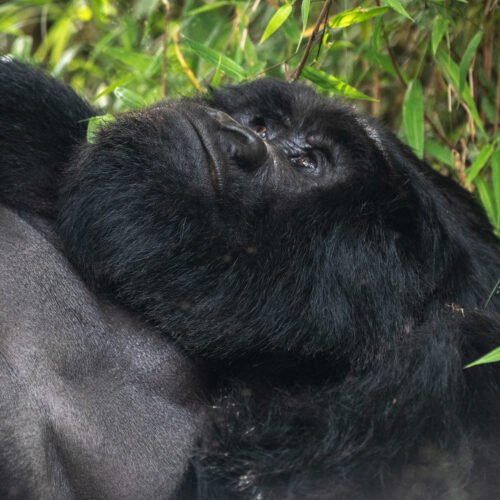 Mountain gorilla resting in the forests of Mgahinga Gorilla National Park during a gorilla trekking safari in Uganda.