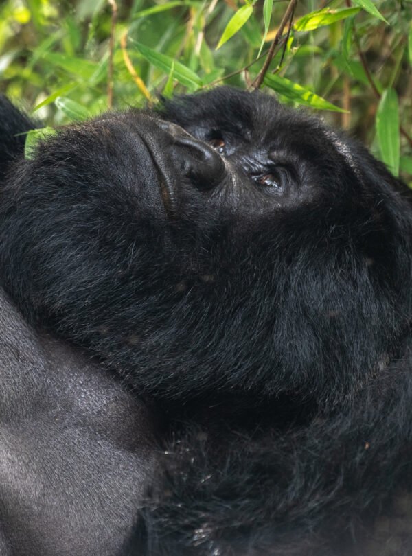 Mountain gorilla resting in the forests of Mgahinga Gorilla National Park during a gorilla trekking safari in Uganda.