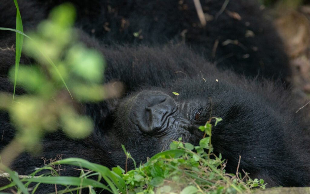 Mountain gorilla resting in Bwindi Impenetrable National Park, Uganda during a gorilla trekking safari, Gorilla Speed Trekking