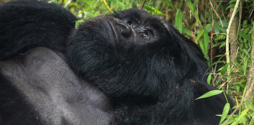 Mountain gorilla resting in the forests of Mgahinga Gorilla National Park during a gorilla trekking safari in Uganda.