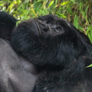 Mountain gorilla resting in the forests of Mgahinga Gorilla National Park during a gorilla trekking safari in Uganda.