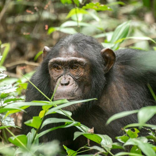 Chimpanzee in Kibale Forest National Park Uganda during chimpanzee tracking safari