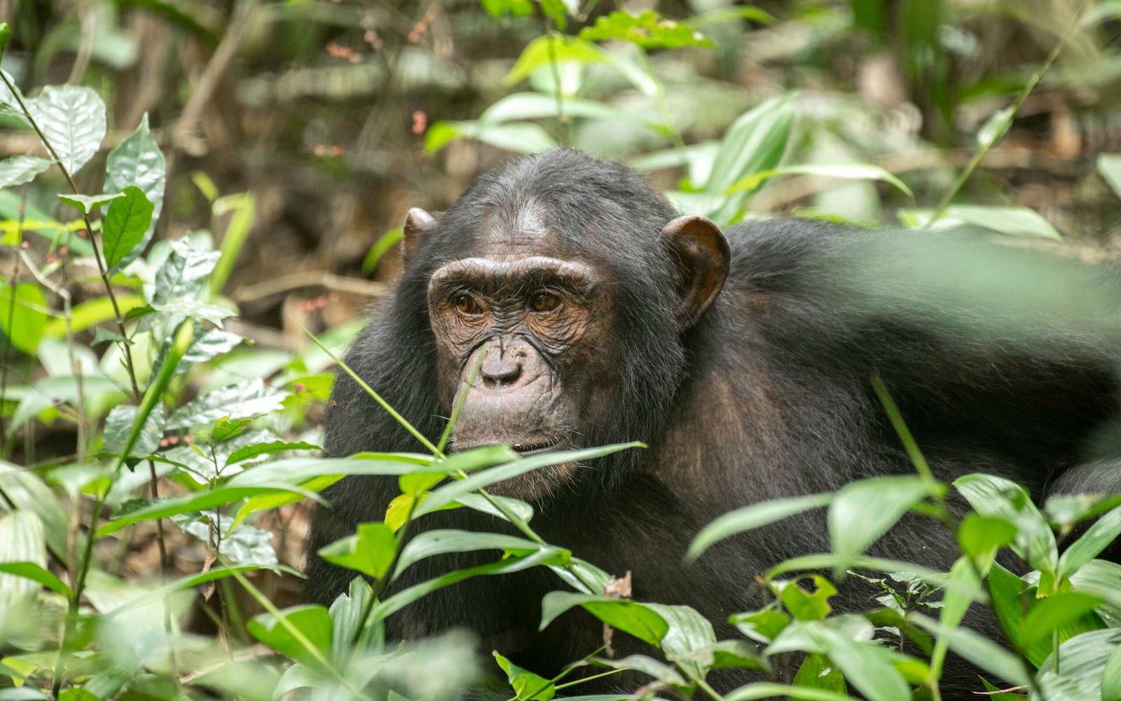 Chimpanzee in Kibale Forest National Park Uganda during chimpanzee tracking safari