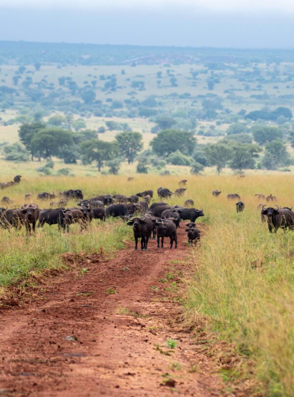 Safari buffalo herd crossing the plains of Kidepo Valley National Park in northeastern Uganda.