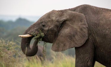 3-Day Uganda Safari – Queen Elizabeth National Park
