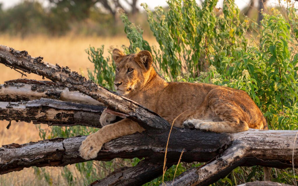 Tree-climbing lion resting on a fig tree branch in Queen Elizabeth National Park, Uganda safari wildlife scene