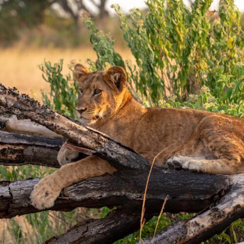 Tree-climbing lion resting on a fig tree branch in Queen Elizabeth National Park, Uganda safari wildlife scene