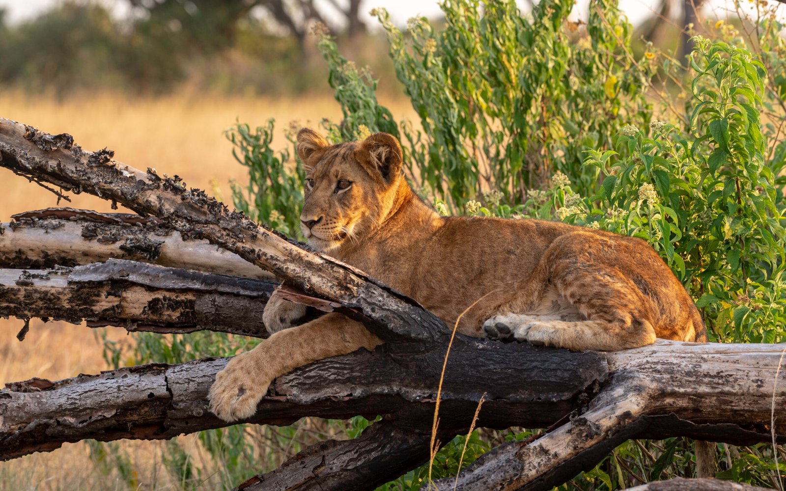 Tree-climbing lion resting on a fig tree branch in Queen Elizabeth National Park, Uganda safari wildlife scene