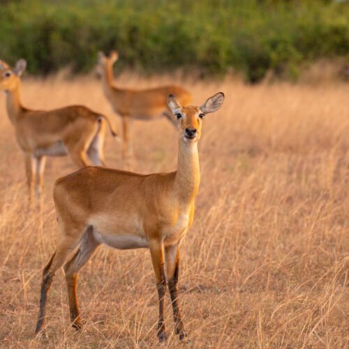 Ugandan antelopes grazing in the savannah grasslands during a wildlife safari in Queen Elizabeth National Park
