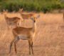 Ugandan antelopes grazing in the savannah grasslands during a wildlife safari in Queen Elizabeth National Park