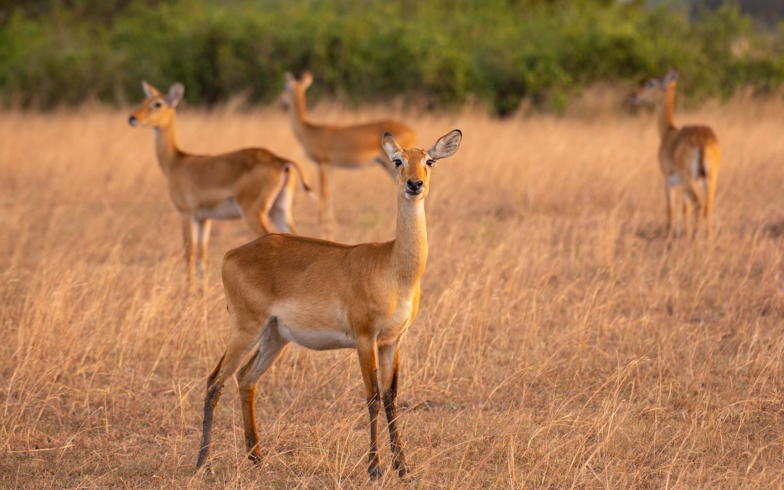 Ugandan antelopes grazing in the savannah grasslands during a wildlife safari in Queen Elizabeth National Park