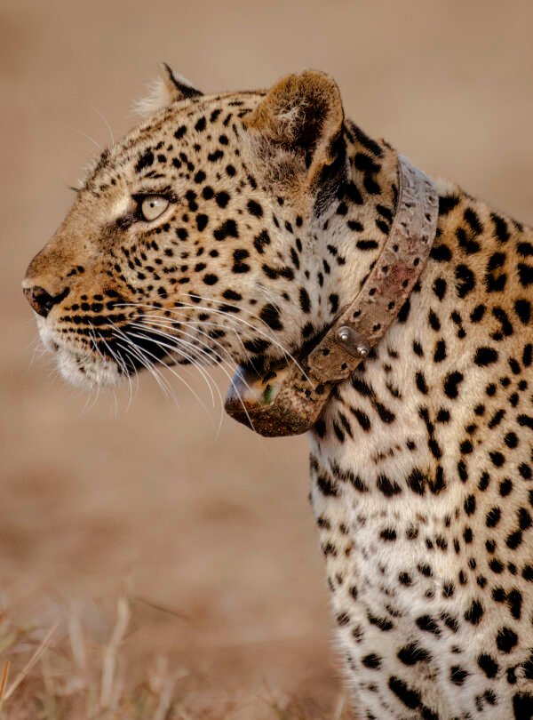 Leopard resting in the savannah of Queen Elizabeth National Park during a wildlife safari in Uganda.