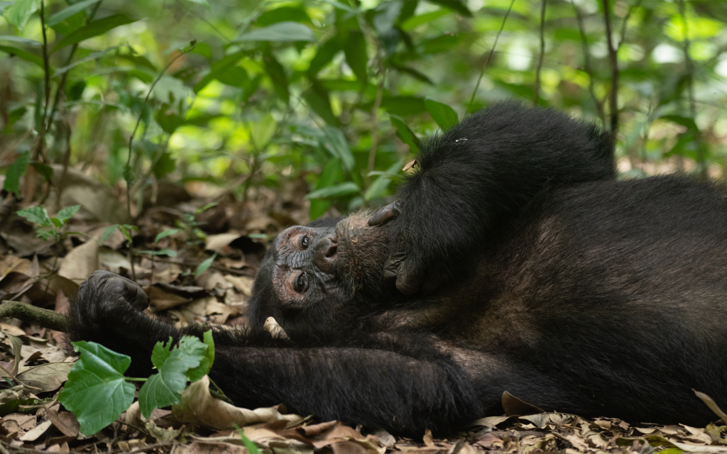 Mountain gorilla resting peacefully in the tropical rainforest of Bwindi Impenetrable National Park, Uganda. 10-Day Best of Uganda Gorilla & Wildlife Safari