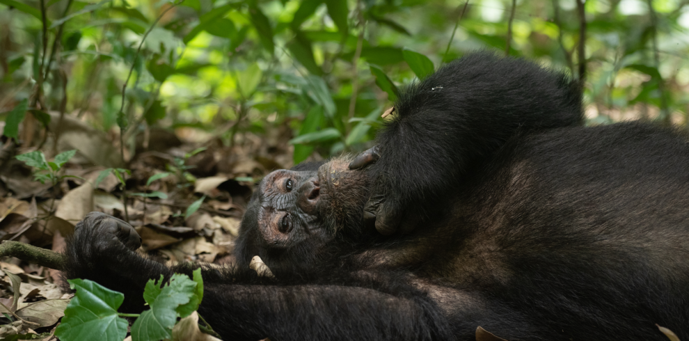 Mountain gorilla resting peacefully in the tropical rainforest of Bwindi Impenetrable National Park, Uganda.