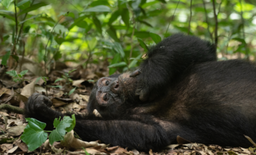 8-Day Gorilla Safari in Uganda and Rwanda