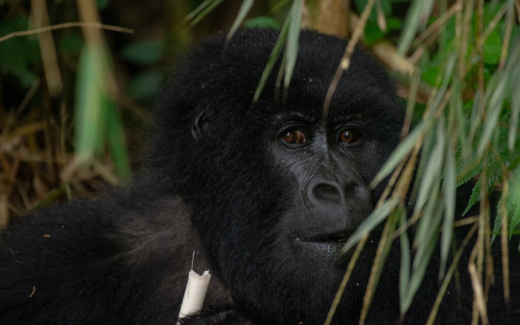 Gorilla Speed Trekking