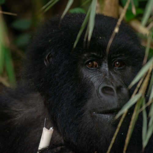 Gorilla Speed Trekking