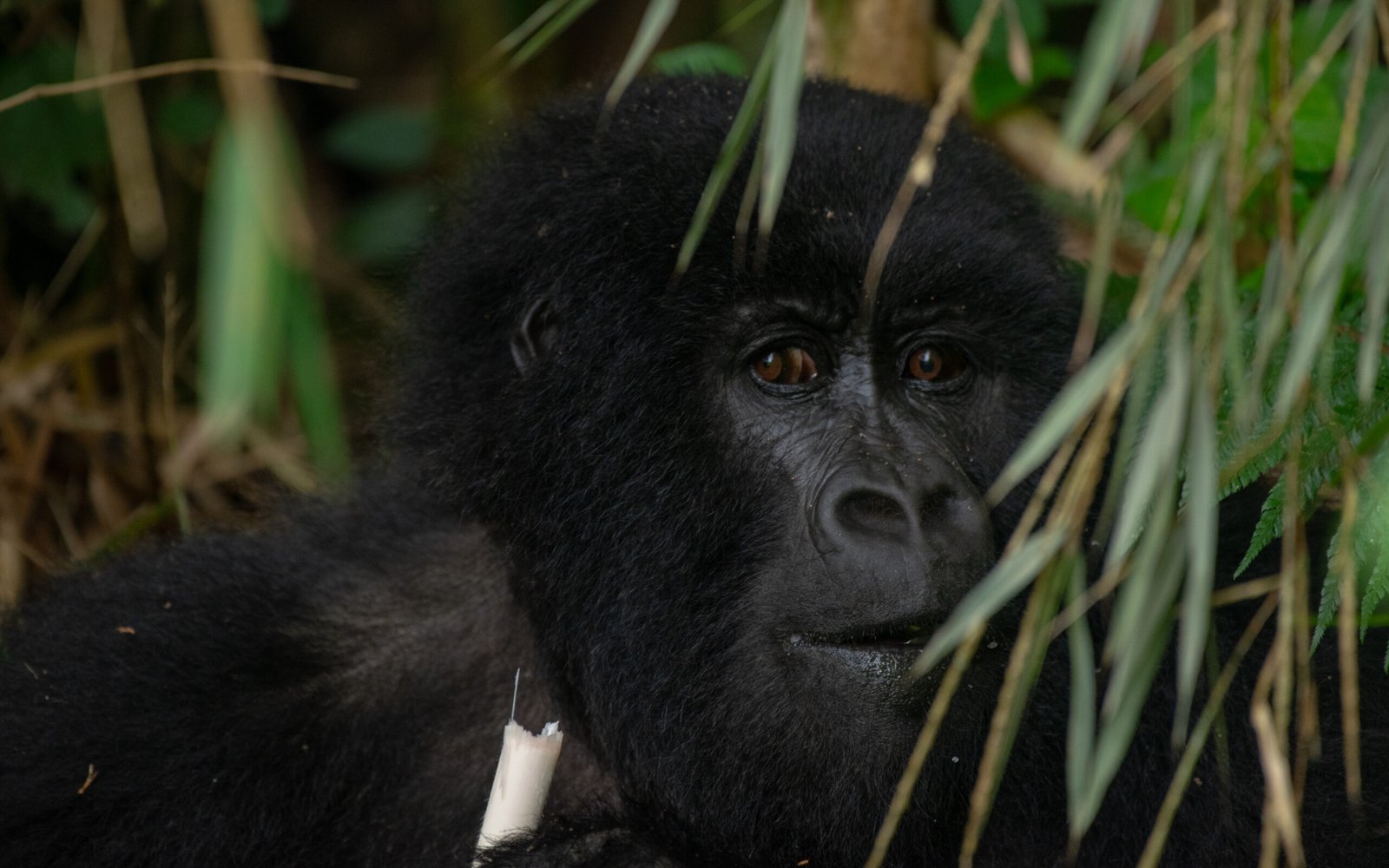 Gorilla Speed Trekking