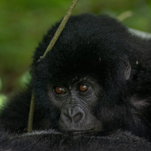 Mountain gorilla resting in Bwindi Impenetrable National Park Uganda during a gorilla trekking safari 8-Day Luxury Fly-In Gorilla
