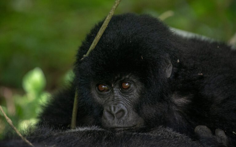 Mountain gorilla resting in Bwindi Impenetrable National Park Uganda during a gorilla trekking safari 8-Day Luxury Fly-In Gorilla