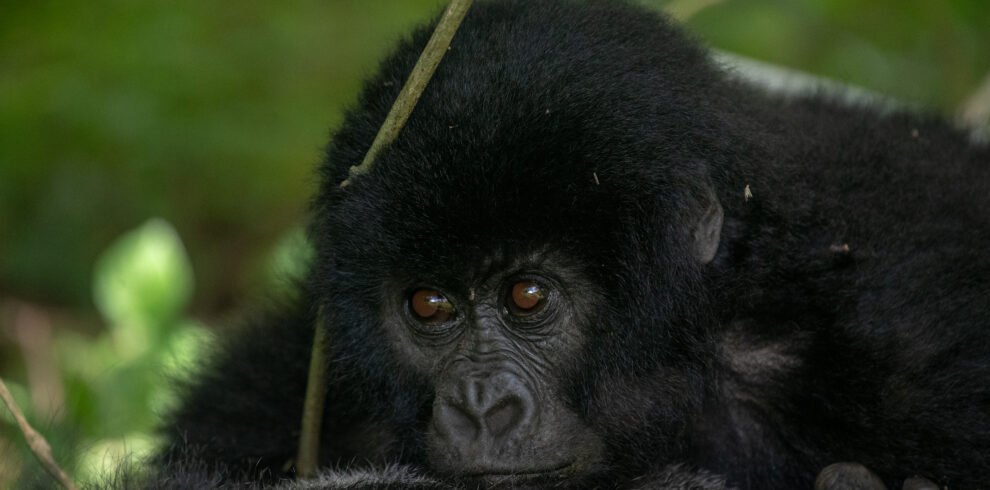 Mountain gorilla resting in Bwindi Impenetrable National Park Uganda during a gorilla trekking safari 8-Day Luxury Fly-In Gorilla