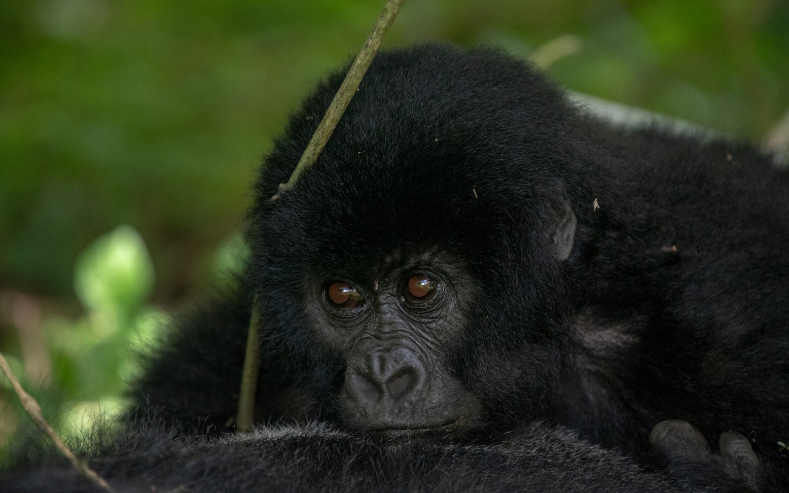 Mountain gorilla resting in Bwindi Impenetrable National Park Uganda during a gorilla trekking safari 8-Day Luxury Fly-In Gorilla