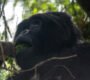 Mountain gorilla in Mgahinga Gorilla National Park Uganda