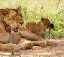 Lions resting in the savannah of Murchison Falls National Park, Uganda. Big Five