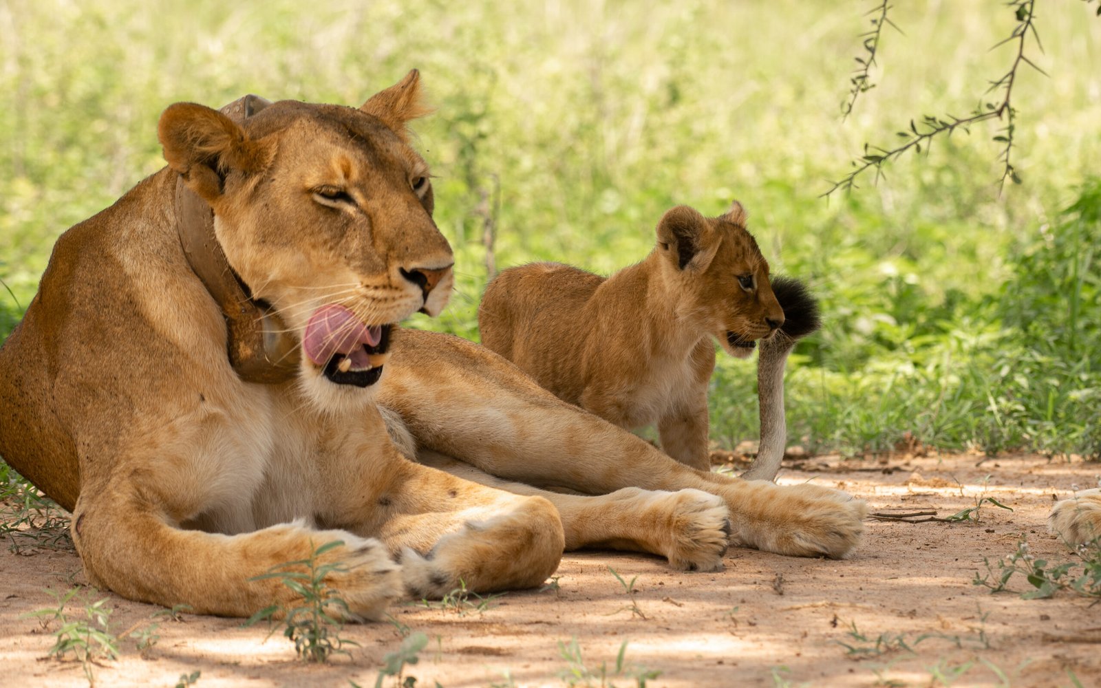 Lions resting in the savannah of Murchison Falls National Park, Uganda. Big Five