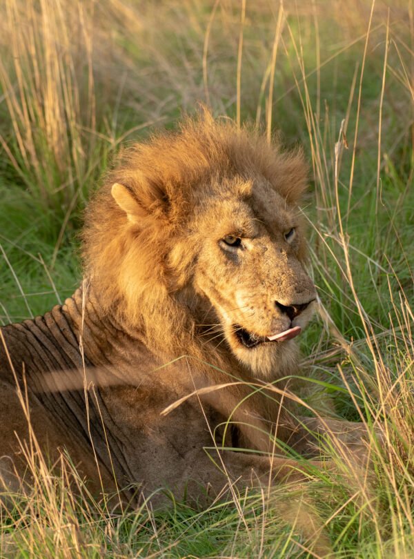 Lions resting in the savannah of Murchison Falls National Park, Uganda, Big Five
