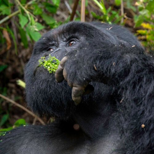 Mountain gorilla feeding in Bwindi Impenetrable National Park during a gorilla trekking safari in Uganda